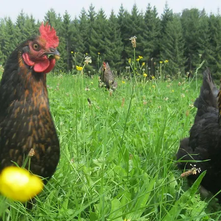 Sigmundenhof Schonach * Schonach im Schwarzwald