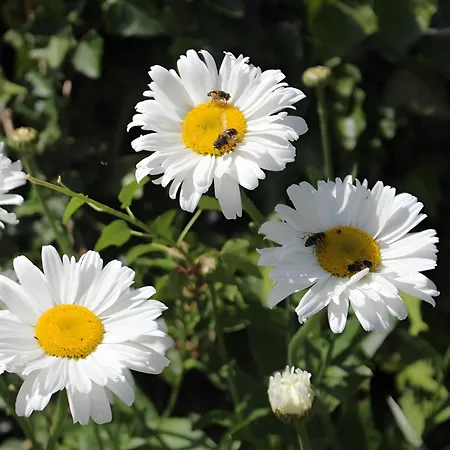 Sigmundenhof Schonach Farma