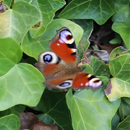 Farma Sigmundenhof Schonach